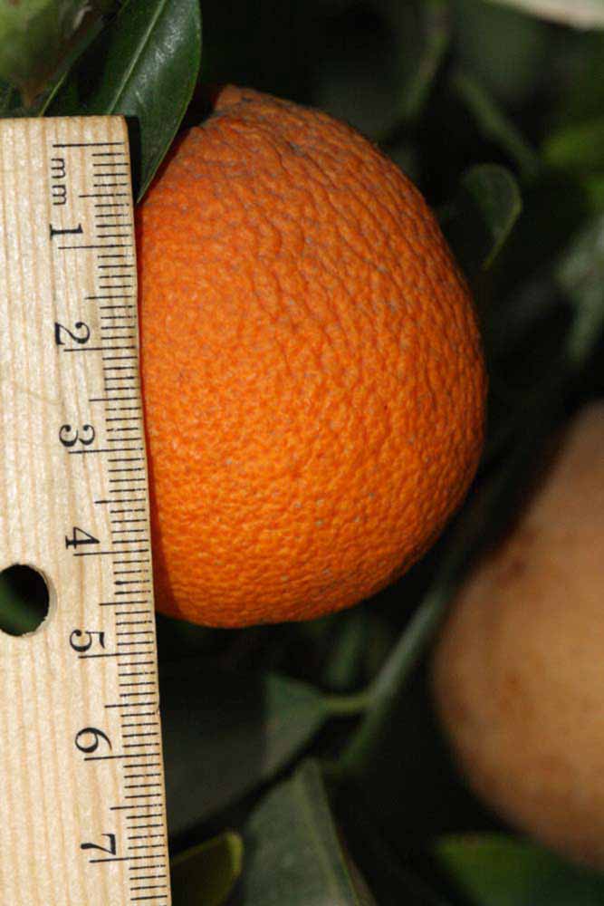            Fruit (Riverside, CA)   